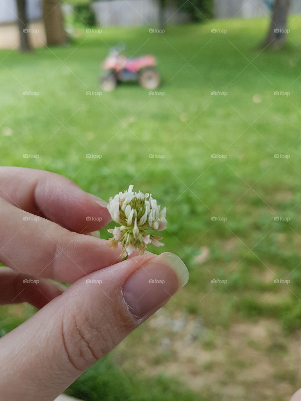 Wildflower held in fingertips in foreground with child's atv blurred in background