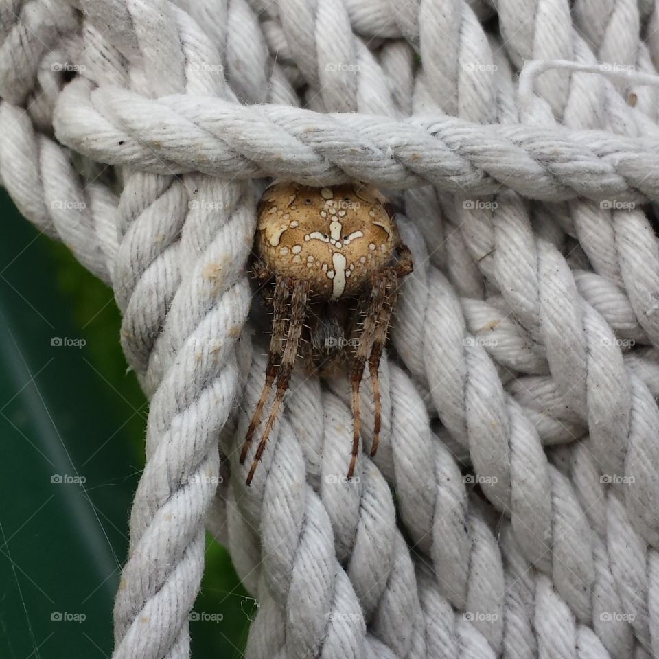 garden spider. the beautiful orb weaver made her home in my backyard.  she was very timid,  not poisonous. we left her alone, and she kept the insects down.  