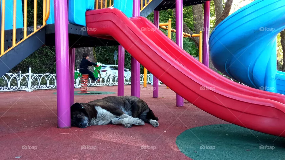 Dog and boy in the park