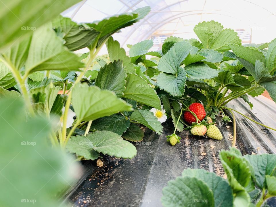 Red and green strawberries with flower and leaves