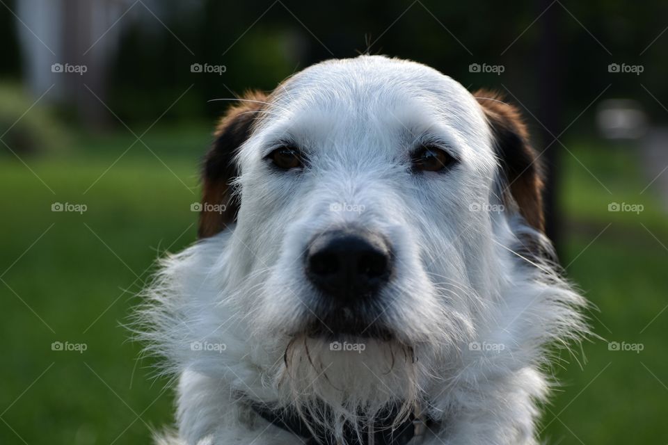 Beautiful dog with goofy hair taking a walk on a summer evening