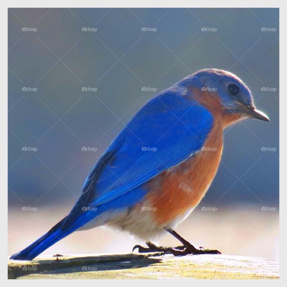 Eastern Blue Bird