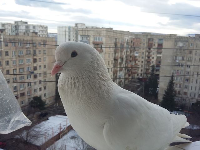 Pigeon 10