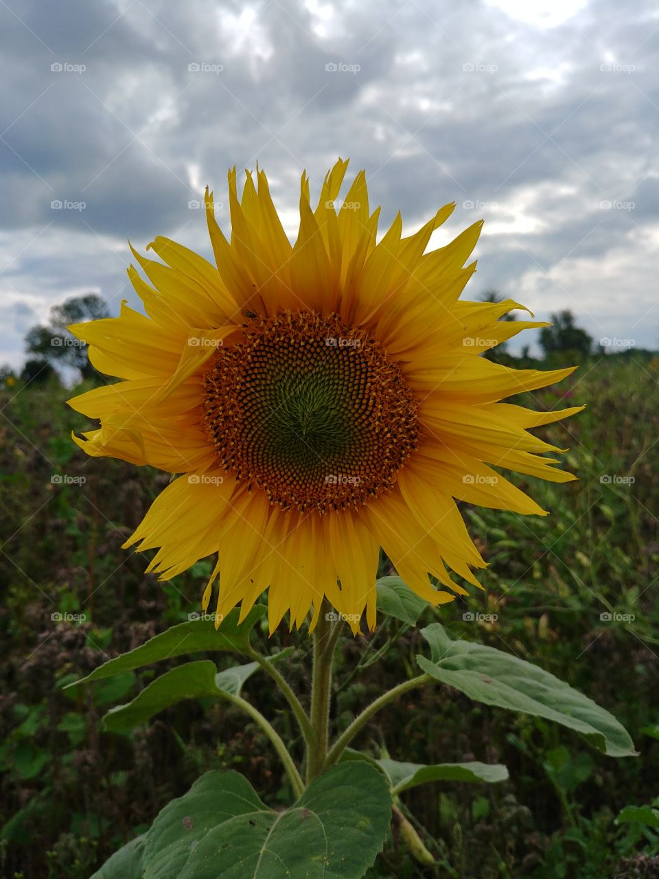 flower yellow sun outdoor Sonnenblumen Blume gelb beautyful schön feld happy fröhlich freundlich