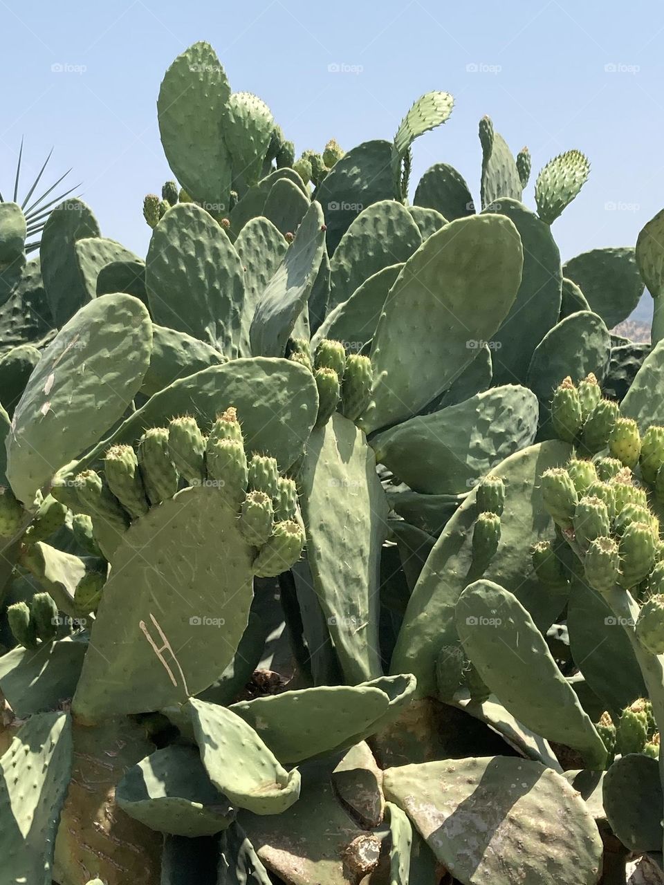 Beach time on holidays. Blue sky and tall palm trees. Sunsets and sunny days. Summertime in Kusadasi. Vacation travel in Turkey . Summer view. Sunny day during vacation 