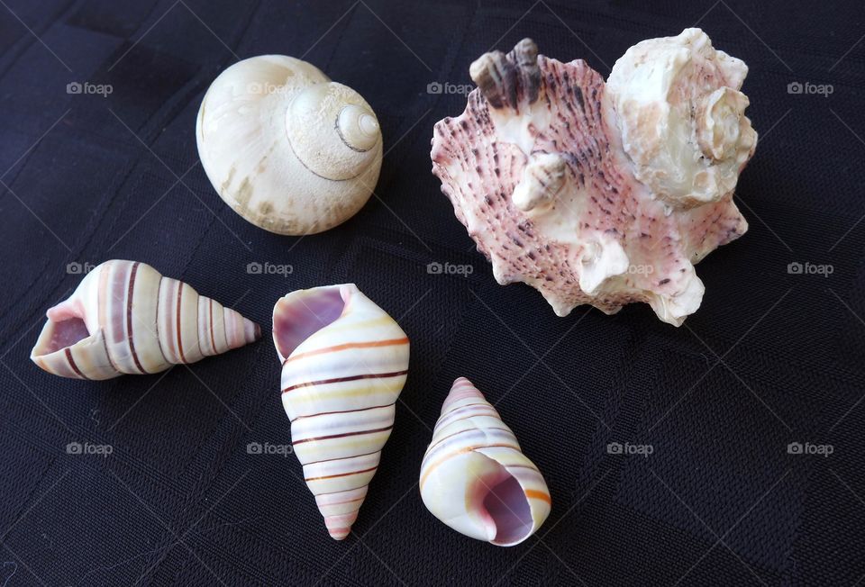 assorted seashells dark surface gastropod cerith moon spiral