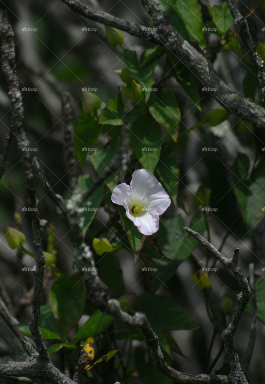 solo flower