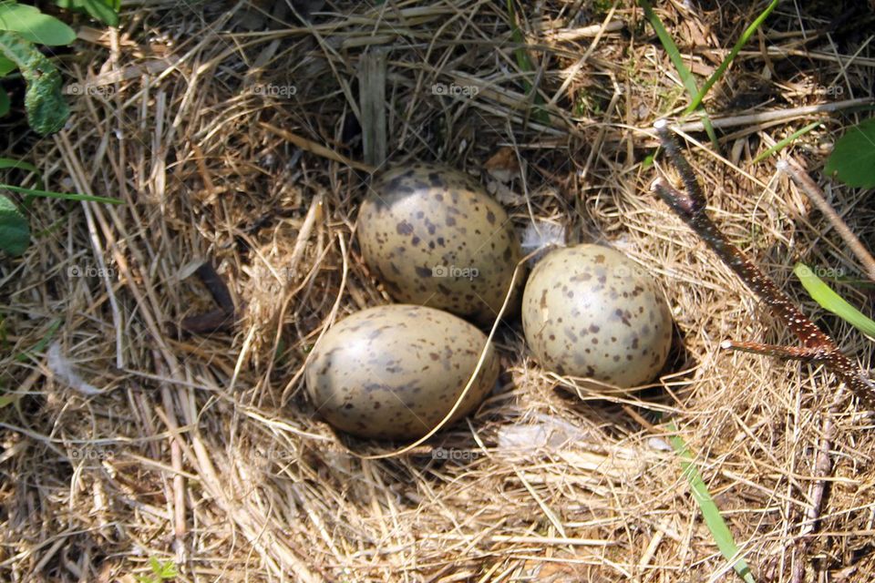 Gull nest and eggs