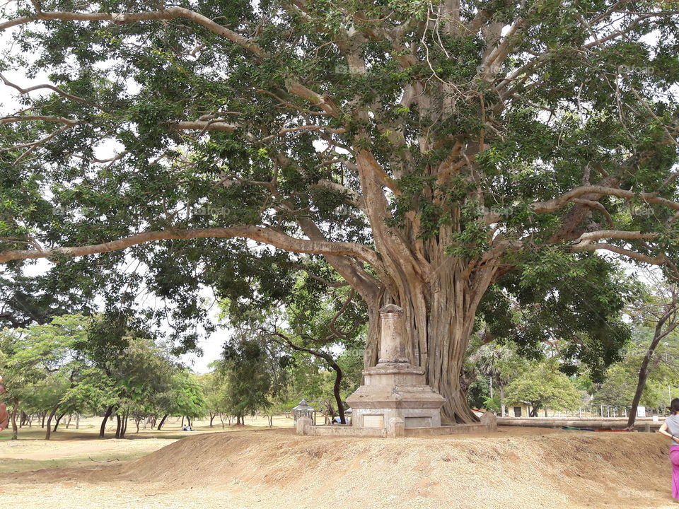 Tree, Nature, Travel, Wood, Park