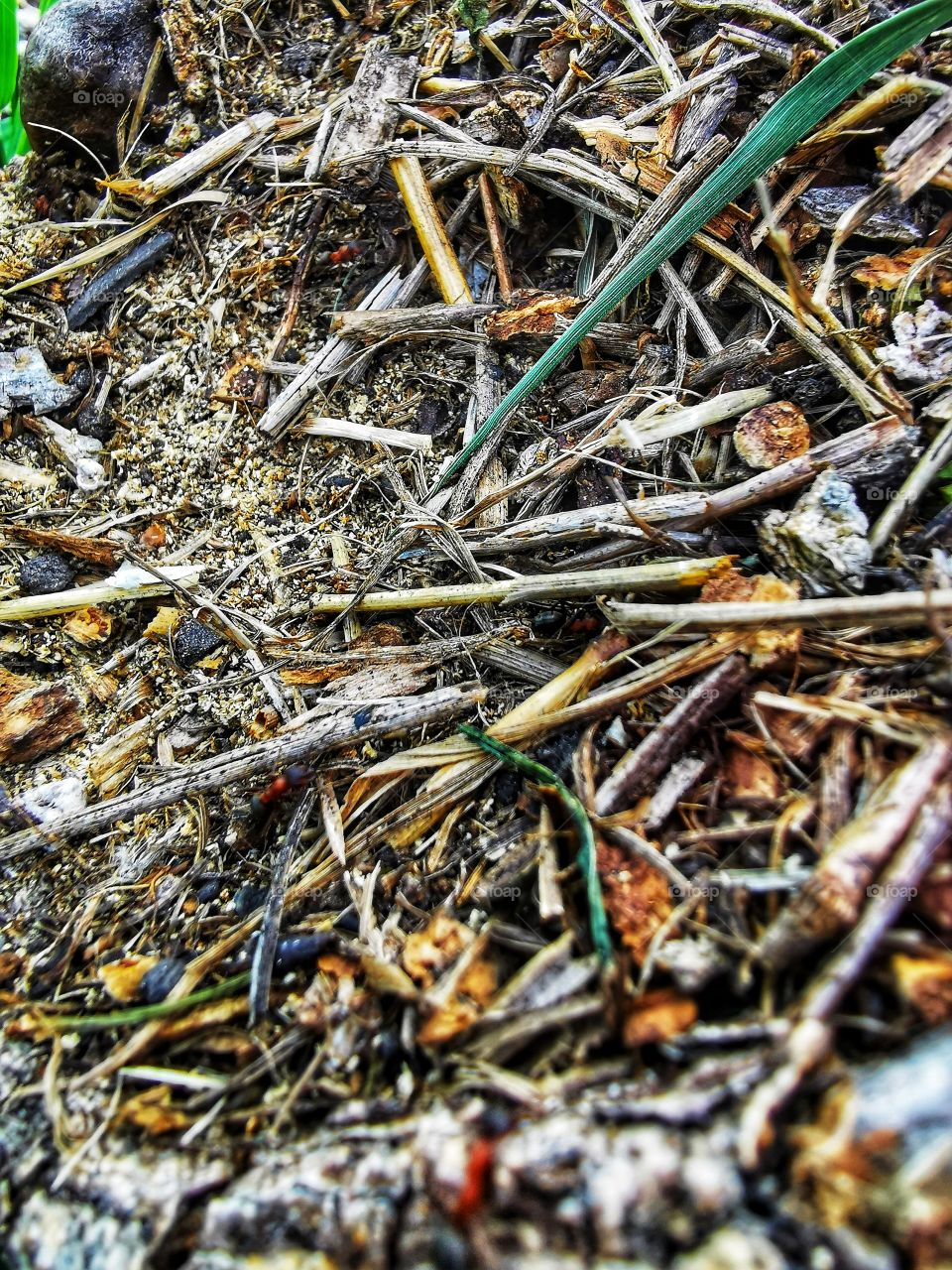 Forest day outdoor nature greens wild forest greens