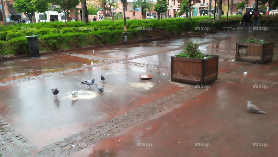 flock of pigeons are sitting on ground.