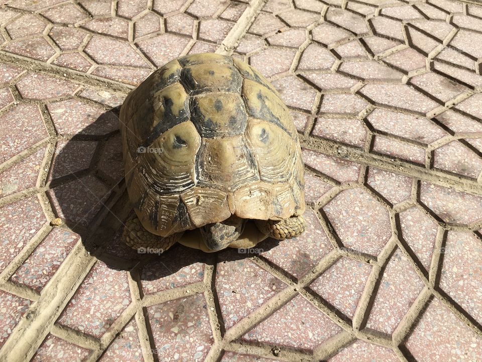 Turtle enjoying the sun