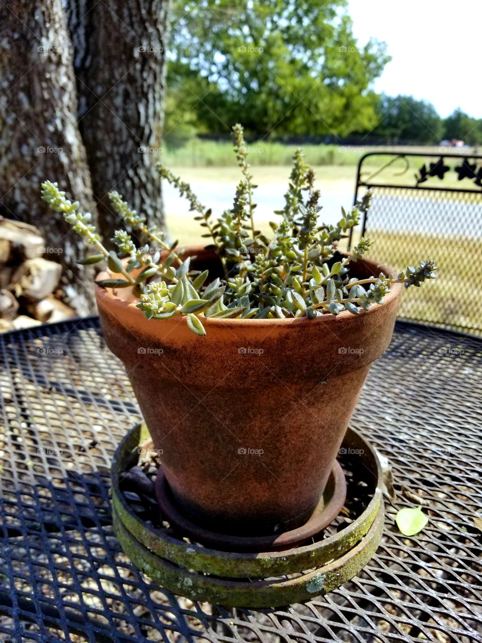 Succulent Plant on a Patio Table