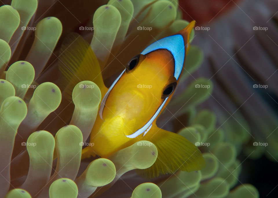 red orange fish sea by bluepix