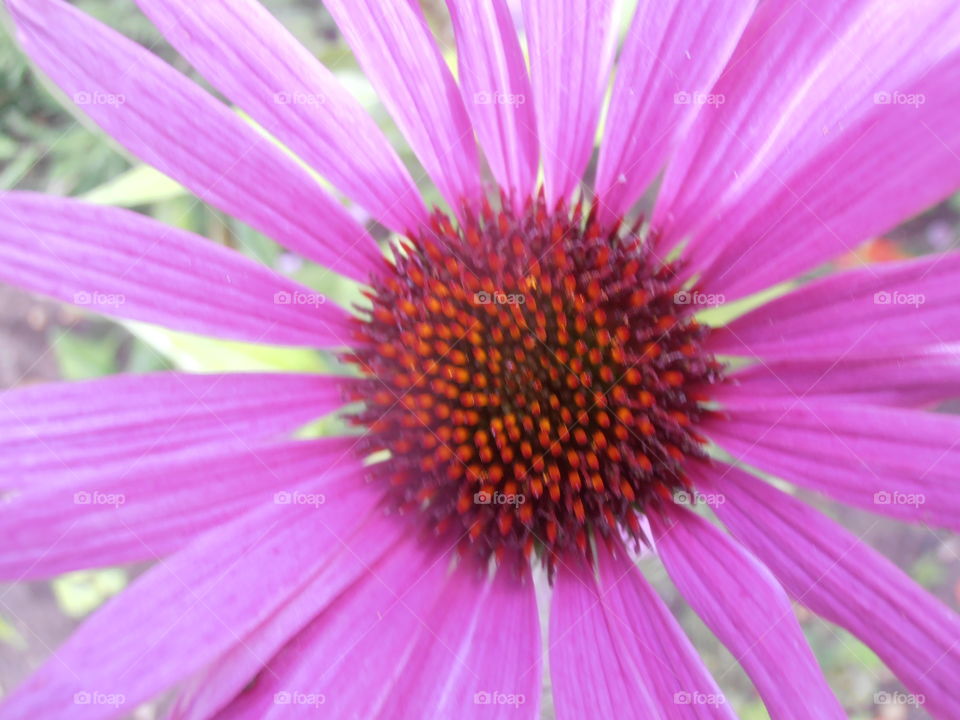 Purple Daisy Flower Close Up