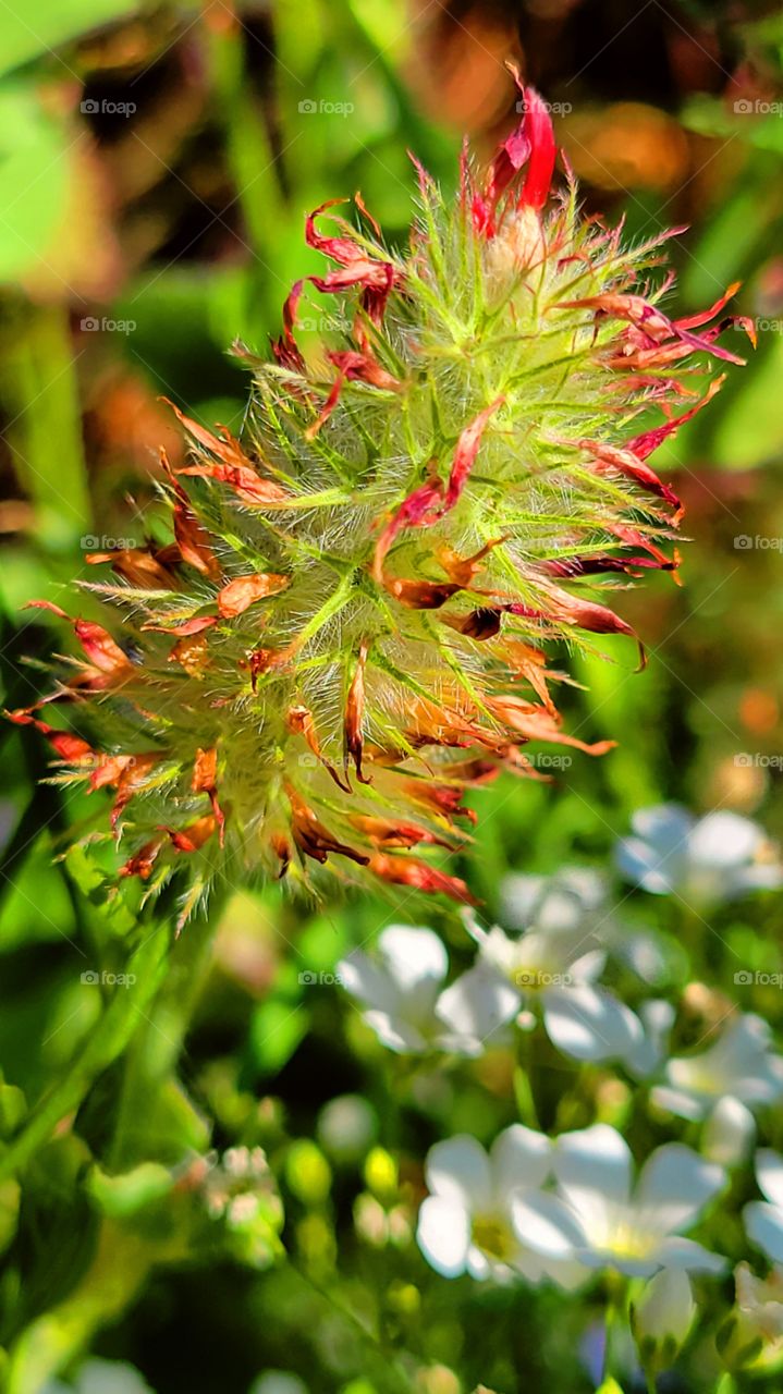 Crimson & clover over & over