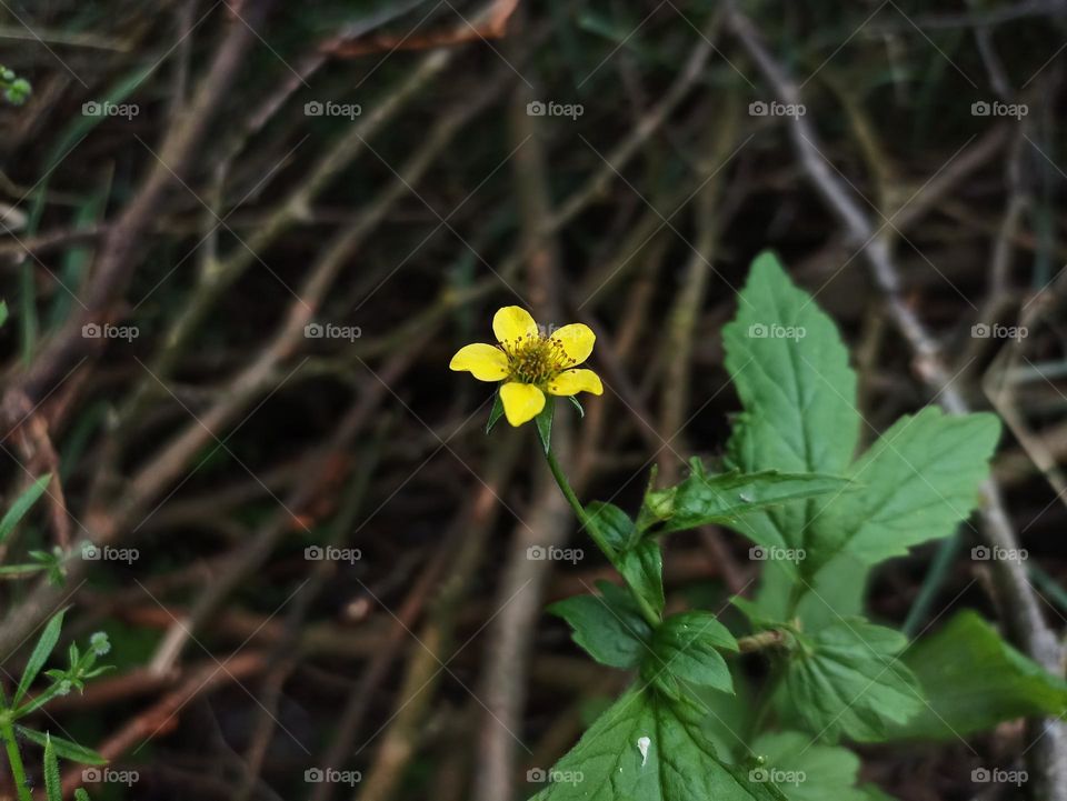 Geum urbanum, also known as wood avens, herb Bennet, colewort and St. Benedict's herb (Latin herba benedicta)