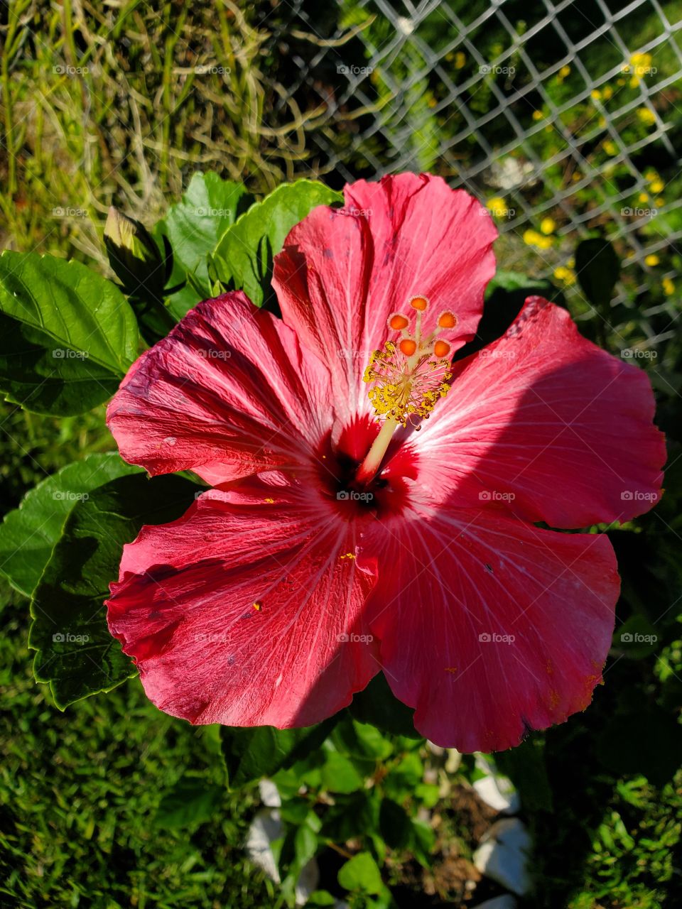 exotic hibiscus