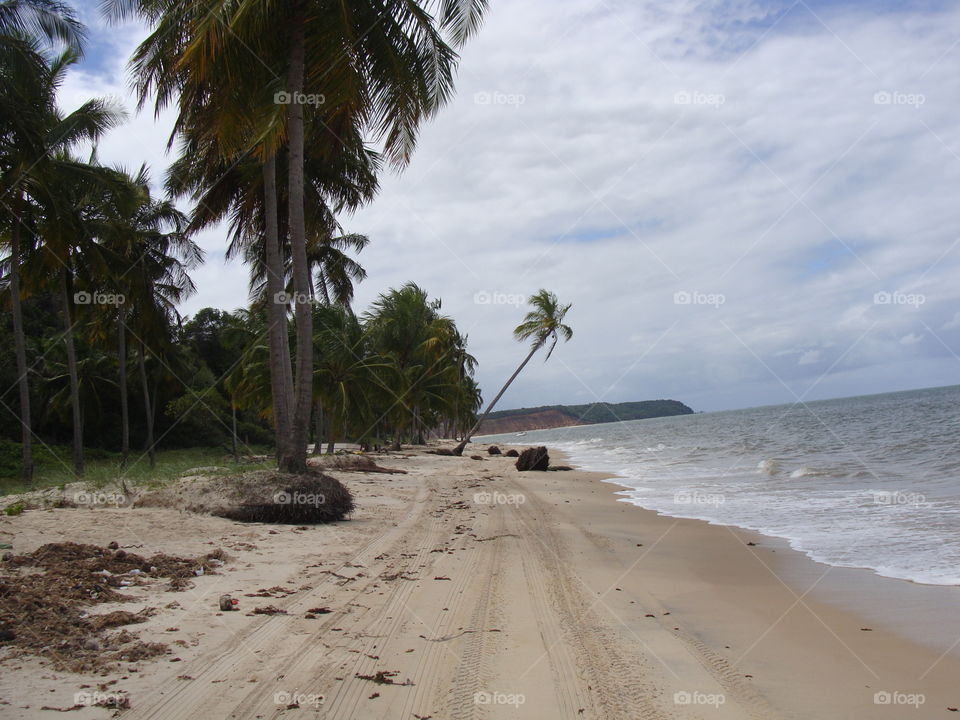 Belo coqueiro ao vento da praia de Maceió