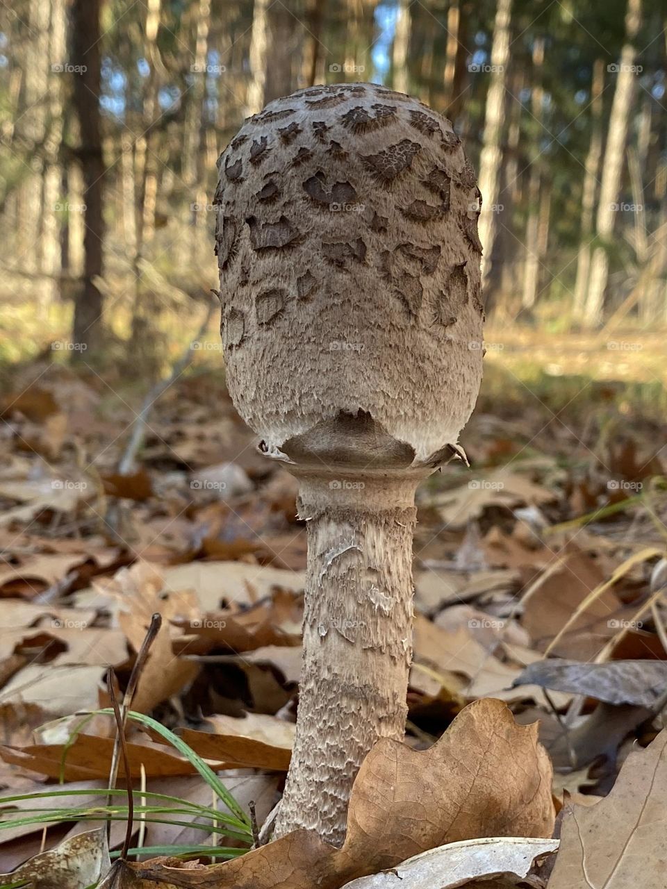 Unusual tall mushroom