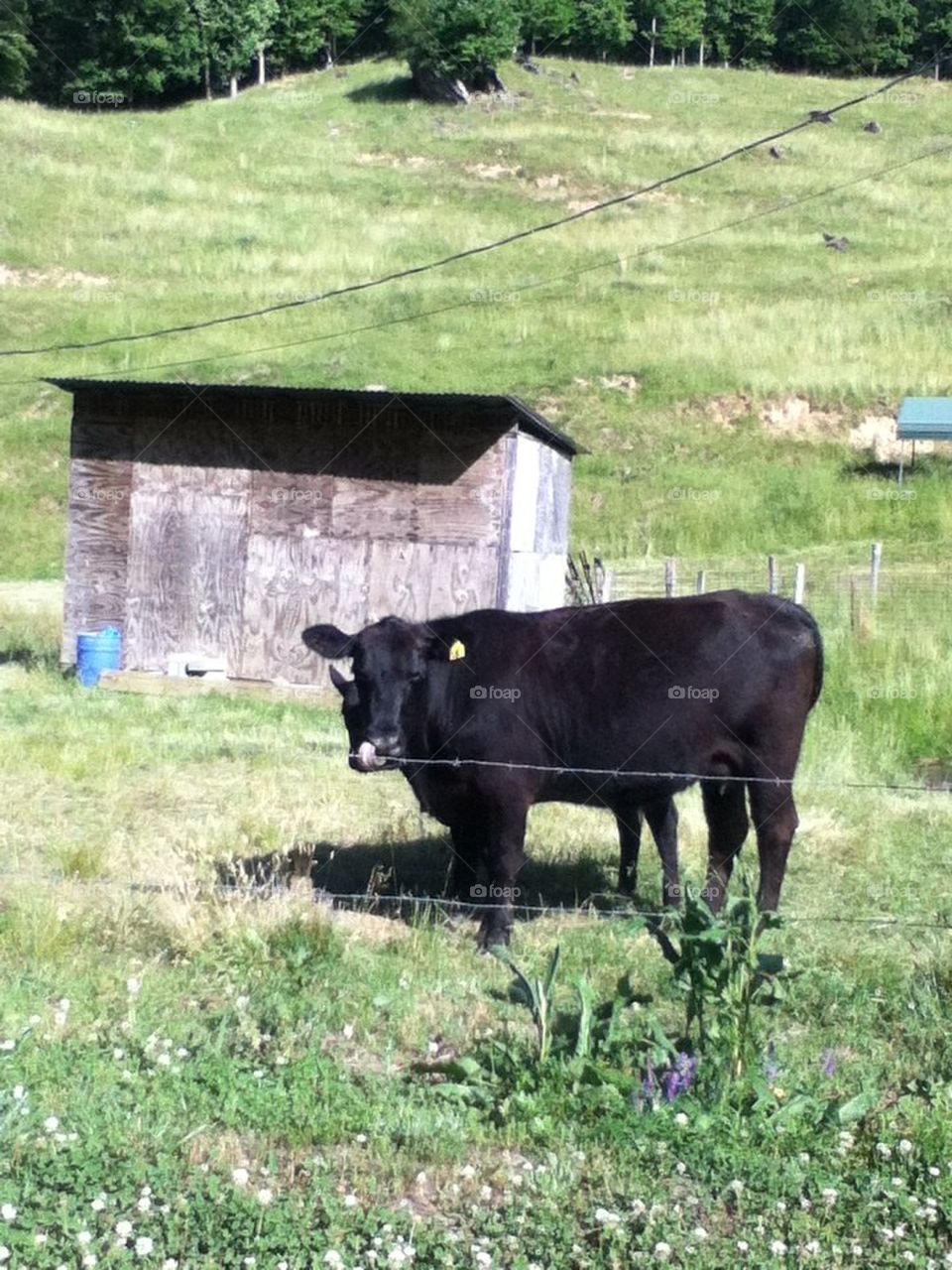 Mountain Cow