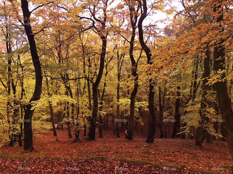 Autumn