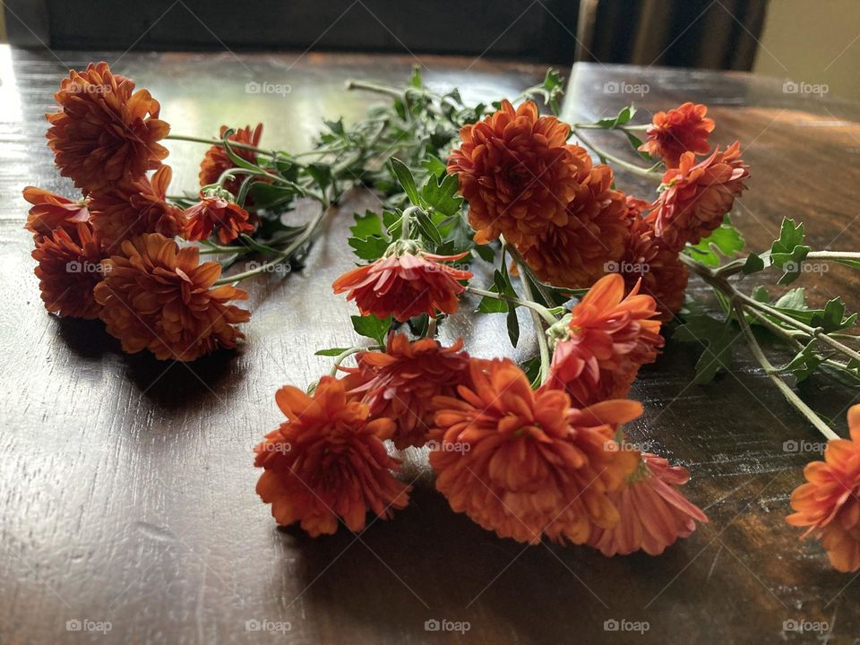 Fresh fall mums laying on a table