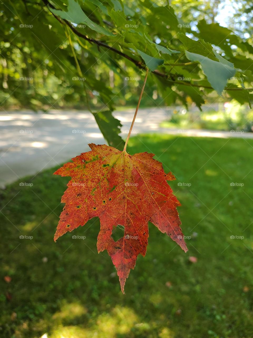 first leaf changing of fall