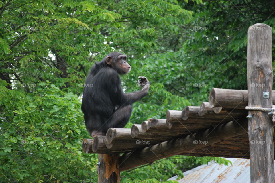 Primate at Furuvik Zoo