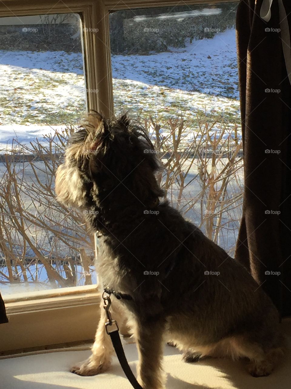 Puppy's snowy view from the window seat