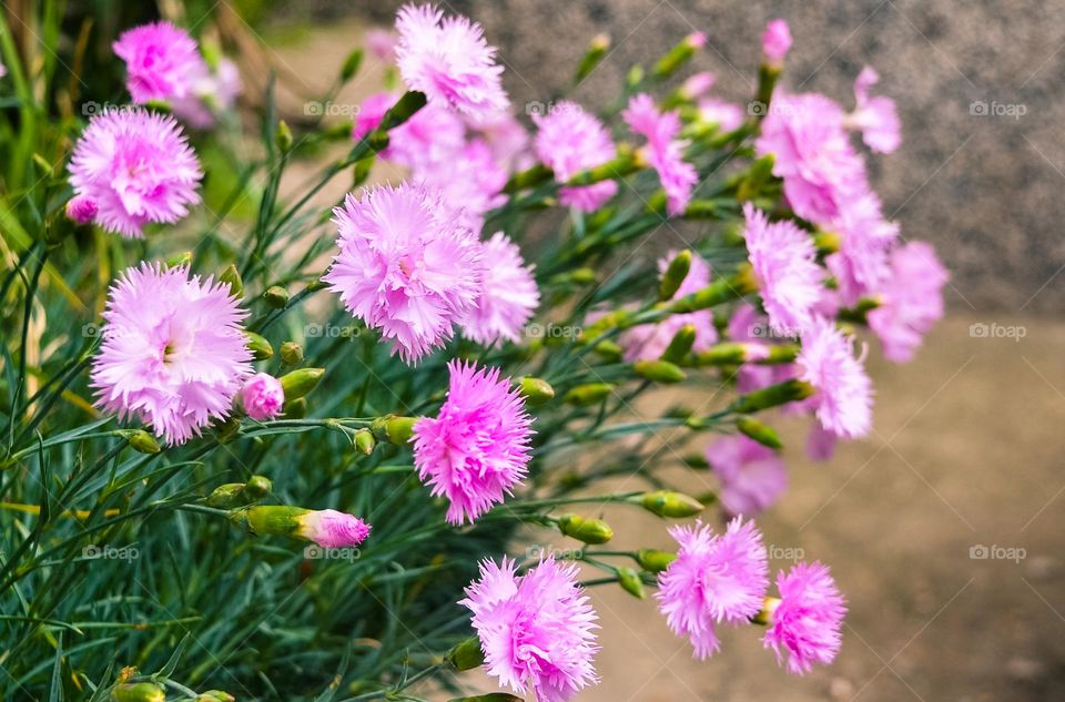 Beautiful pink flowers