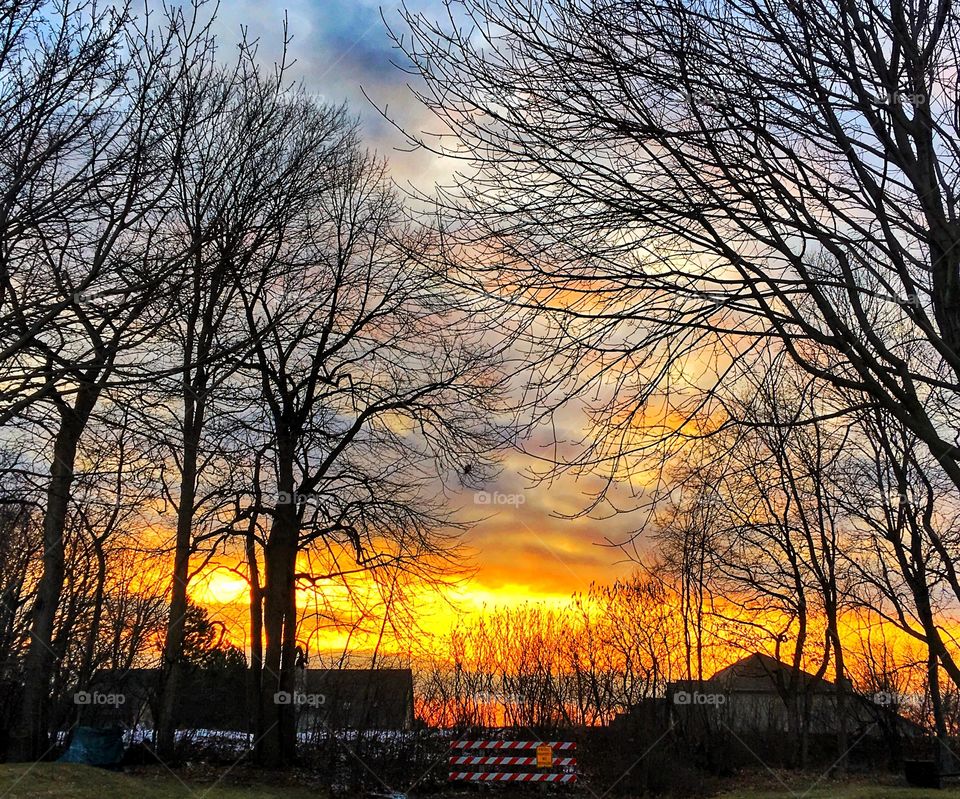 Scenic view of bare trees during sunset