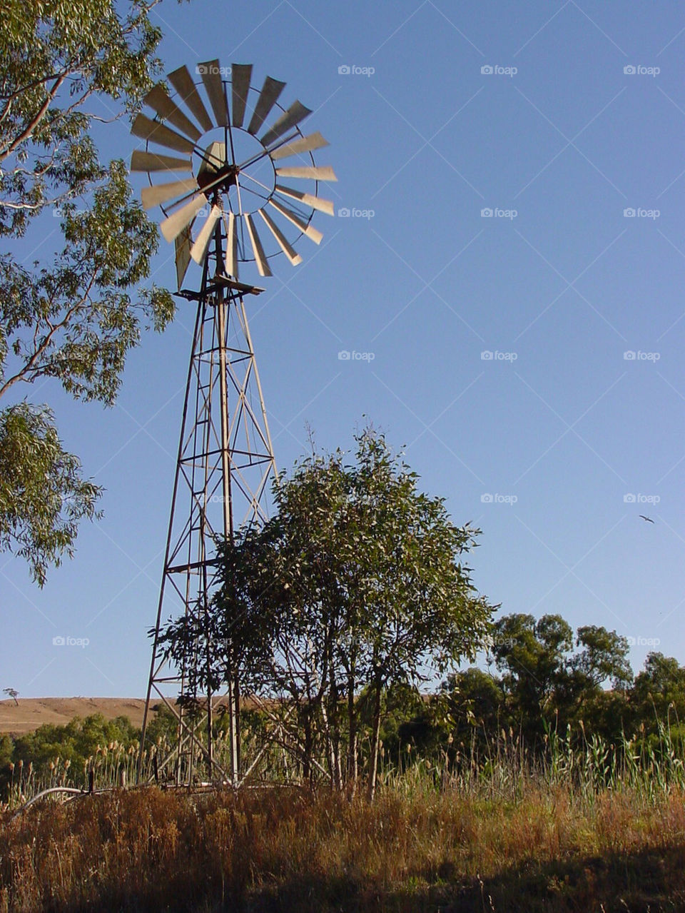 tree water australia bush by kshapley