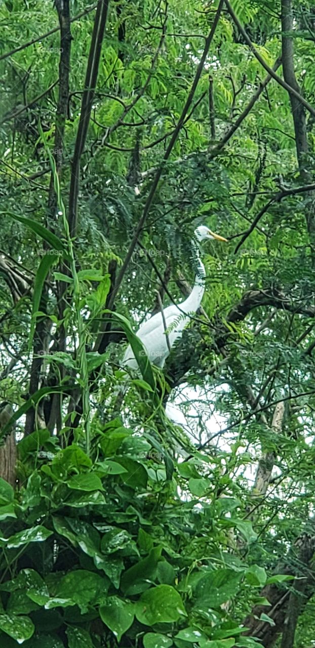 “Forest”. Voila!