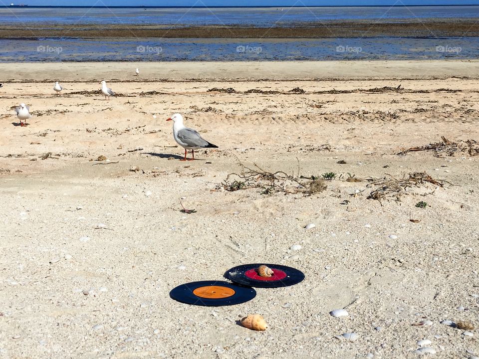 Vinyl music records LPs in sand in beach, seaweed low tide washed ashore
