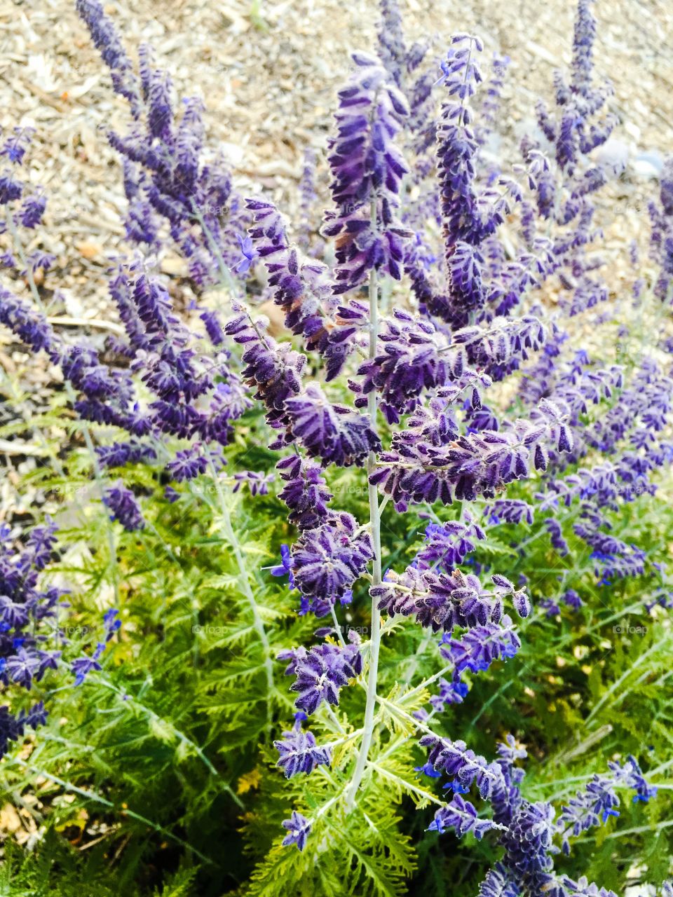 Purple lavender 