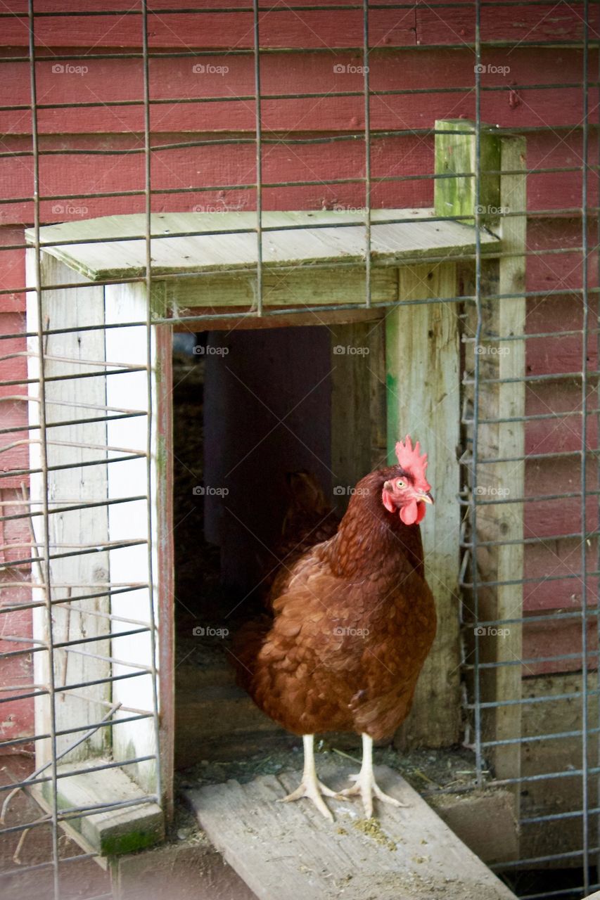 Brown hen with a red comb and wattle in the doorway of a henhouse behind a wire enclosure 