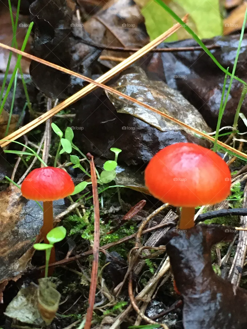Mushrooms 