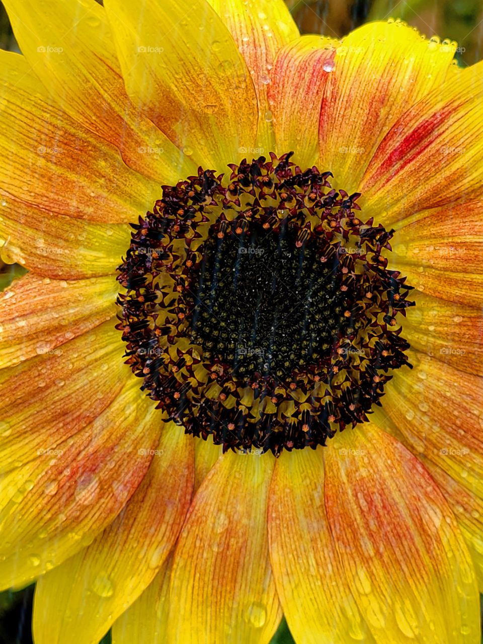 Rain Drops on Sunflowers