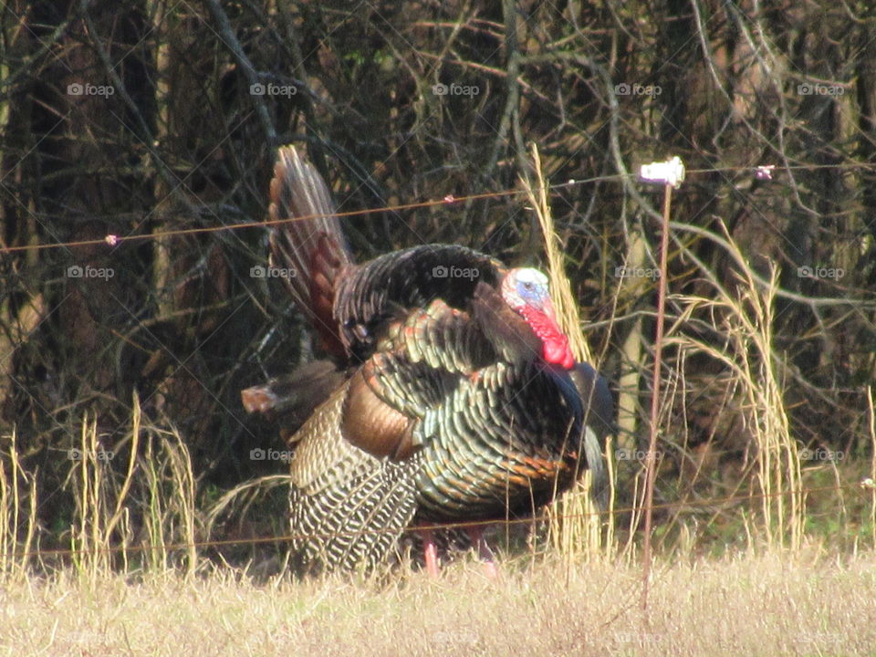 Wild turkey