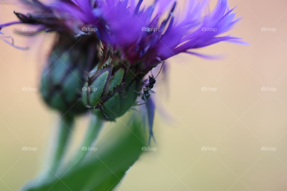 Ant on flower