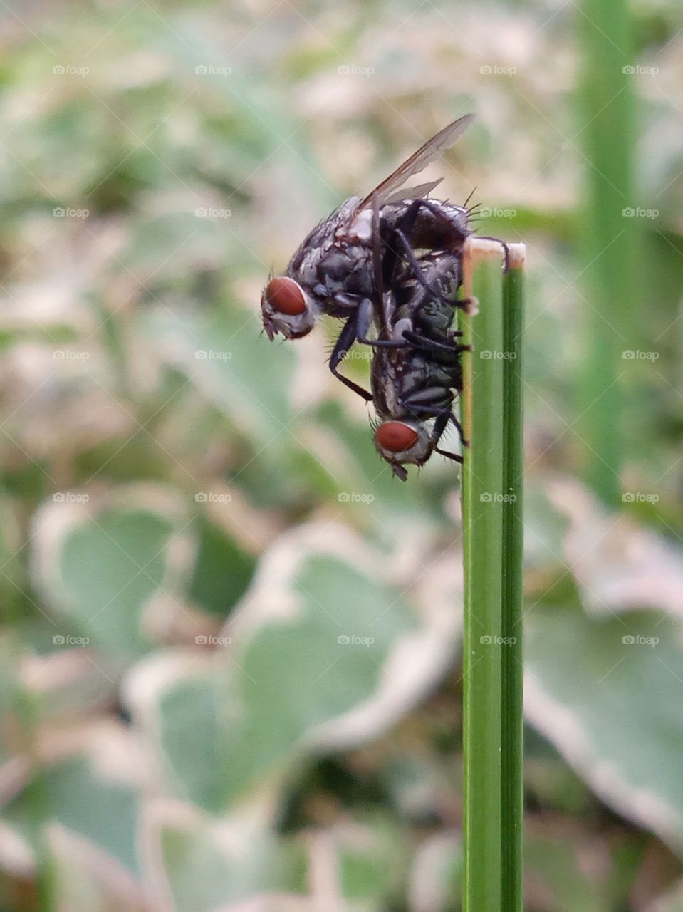 Two flies hanging on the grass while in love.