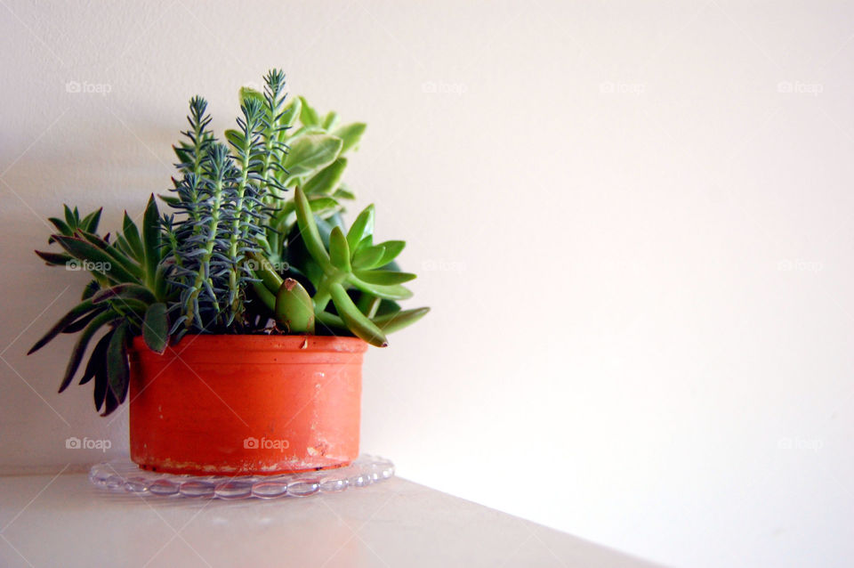 Home is Where the Plant is...