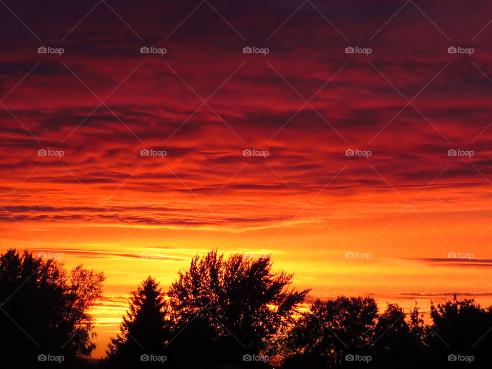 Silhouette of trees against dramatic orange sky