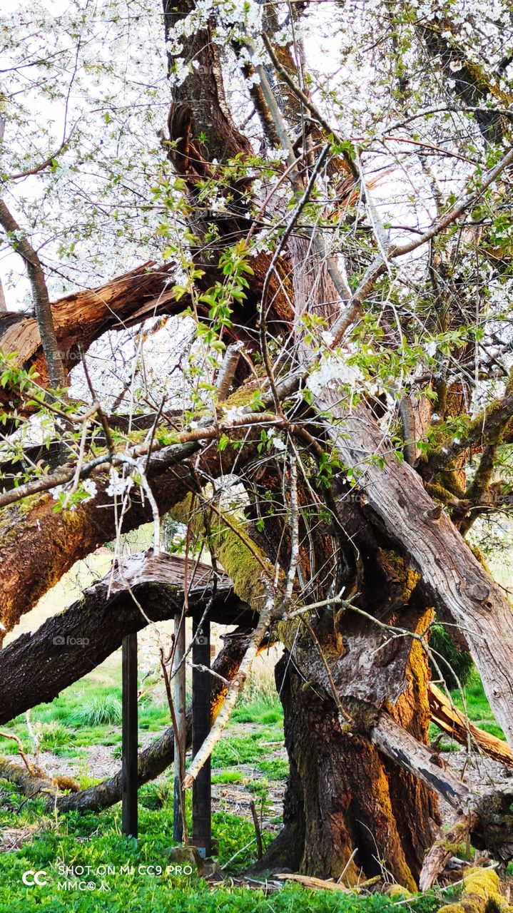 trees and forest series