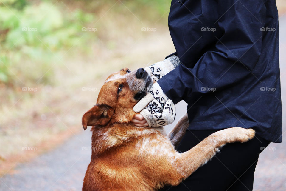 Dog enjoying attention