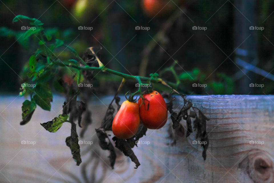Tomato plant from my garden in upstate New York 