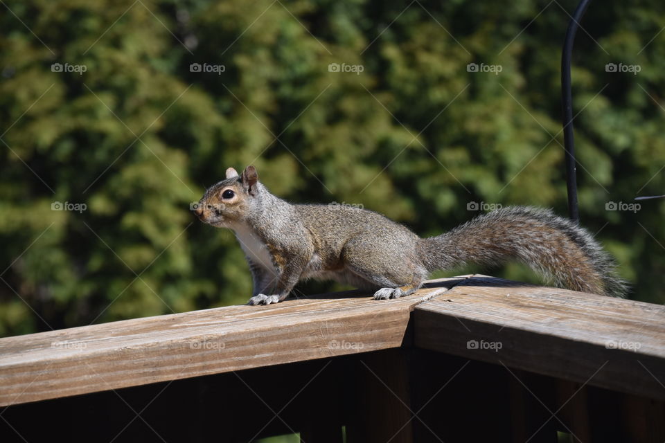 squirrel time