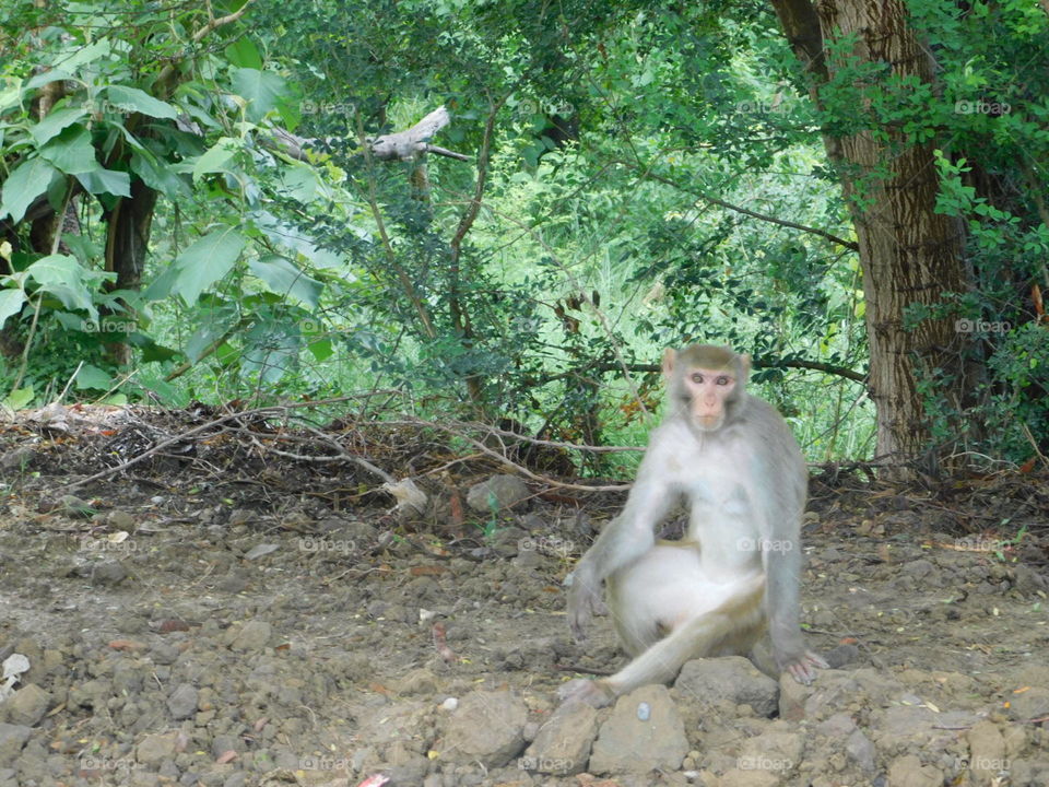 monkey chilling in nepal