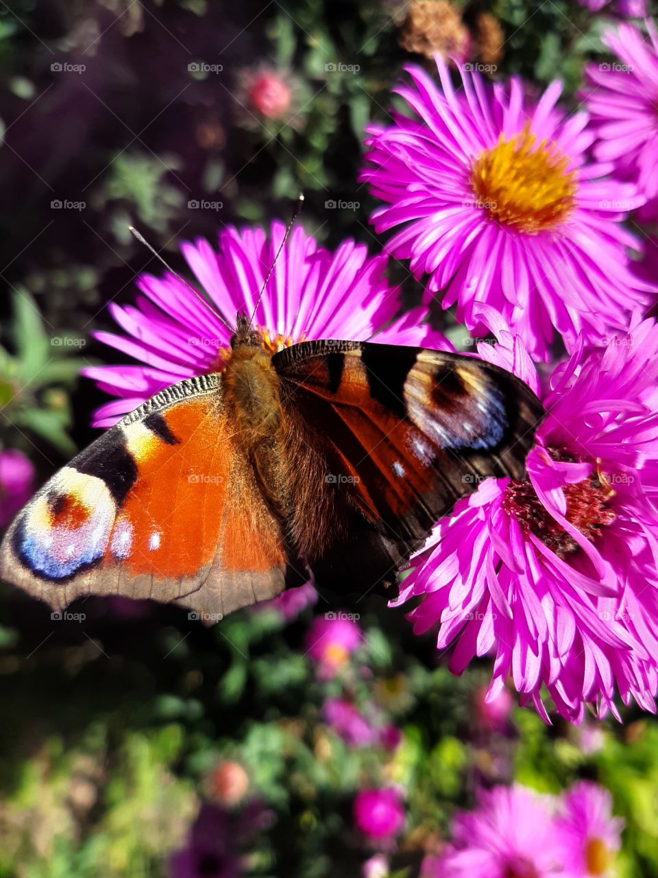 butterfly sitting on a flower in the sun